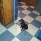 ROCKY MUY ATENTO Y HERMOSO