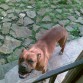 esta una perrita que se llama sena y es una boxer preciosa