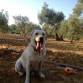 Campo, playa y sierra, a Bimba le gusta todo.