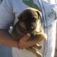 Perrito al cual le pusieron el nombre de MAILO