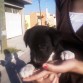 Perrito al cual le puso mi novia el nombre de NEGRO