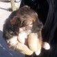 Perrita a la cual mi novia le puso el nombre de OSA