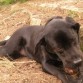 Nika tiene 1 año y 4 meses es una labradora negra, es muy buena aunque un poco desobediente.