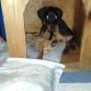 ROCKY JUGANDO CON LA KOKETA MI CHIHUAHUA POR CIERTO EN BUSCA DE NOVIO