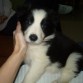 thor bebe