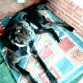 Guapoo