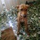 Shyva,mi perrita galga mestiza atigrada.Fue adoptada en una protectora de animales cuando tenia 3 mesecillos.Actualmente tiene 5 y medio.