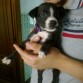Nana,cruzada con pitbull,su mama y 8 cachorritos mas fueron abandonados,pero una chica los encontró y los tiene a todos en un chalet.Y regala los perritos.