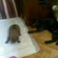 con su hermana adoptiva la gatita xelas(3meses)