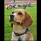 Un beagle con 2 meses y este es su padre 