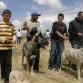 Ejemplares del festival de Kangal