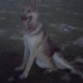 mi primer perro , como lo hecho de menos