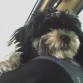 en el carro