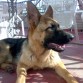 Sake(7 meses)