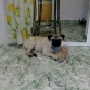 su peluche de las peleas
