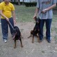 con otro doberman, cuando tenia 7 meses