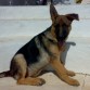 Sake (4 meses)
