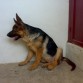 Udon (4 meses)