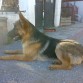 Udon (7 meses)