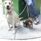 mi perra labrador y mi perro chihuahua