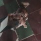 buena la breve descripcion esque el tiene 3 meses o bueno acaba de cumplir los 4 meses de edad es jugeton y se llama sam cuando no estamos en la casa el lo cuida muxo y se be a un extraño entrar xla casa el ladra y si nadie le hace caso le empieza a morder y cuando le sacamos a pasear el coge la correa solo no le gusta k las otras personas le jalen ni eso 