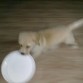 Jugando con el frisbee