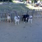 mi perro con sus amigos en el parque seconocen de pequeños son inseparables sequieren mucho