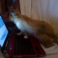 tambor navegando x internet 