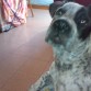 en casa jugando con mi amo