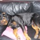 cata  durmiendo como una reina en el sofa