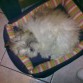 Nora durmiendo en su camita