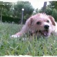 Aquí, mordiendo los palos del parque!