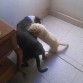 jugando con Marley (huron)