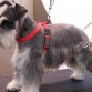 schnauzer mini con faldon