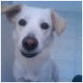 mi perra es una labradora retriever y es muy cariñosa muy amigable etc