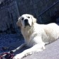 dober
