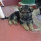 Sake (45 días)