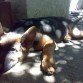 Udon (3 meses)