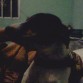 milagros la mordelona esta perrita si  k me a sacado cada susto, pero aun asi la keremos
