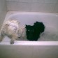 whisky y wanda en el baño
