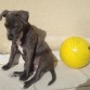 ISIS - BLUE STAFFY 08