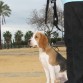 mi nano por la feria 