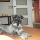 SCHNAUZER MINI SAL Y PIMIENTA MACHO DE UN AÑO Y 3 MESES.....BUSCO FUTURA NOVIA!!!!! Y ME LLAMO ROCO