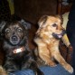 Chulo y Laika, también rescatados del abandono, son divinoosss
