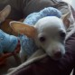pancho 