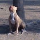 Esperando la hora de entrenar como perro de ataque