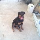 Esta es moka a la edad de casi 7 meses