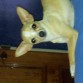 Posando