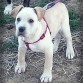 Tango 2 meses y medio