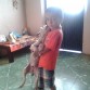 Mi hijo bryan y baster gran danes merle de 2 meses 
